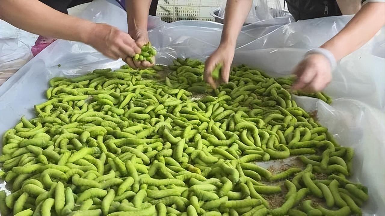 今日大豆最新价格及市场走势分析与预测