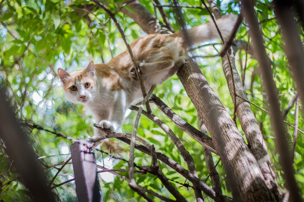 灵动小猫，免费下载的乐趣与独特体验