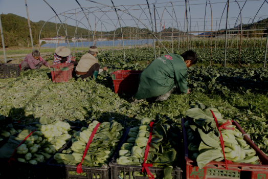 祁山村委会最新动态报道