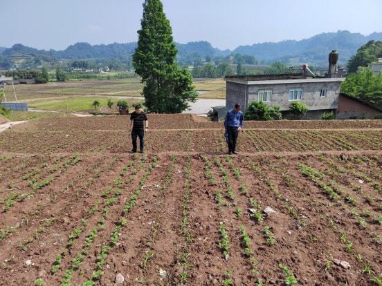 南华县农业农村局新项目推动农业现代化助力乡村振兴