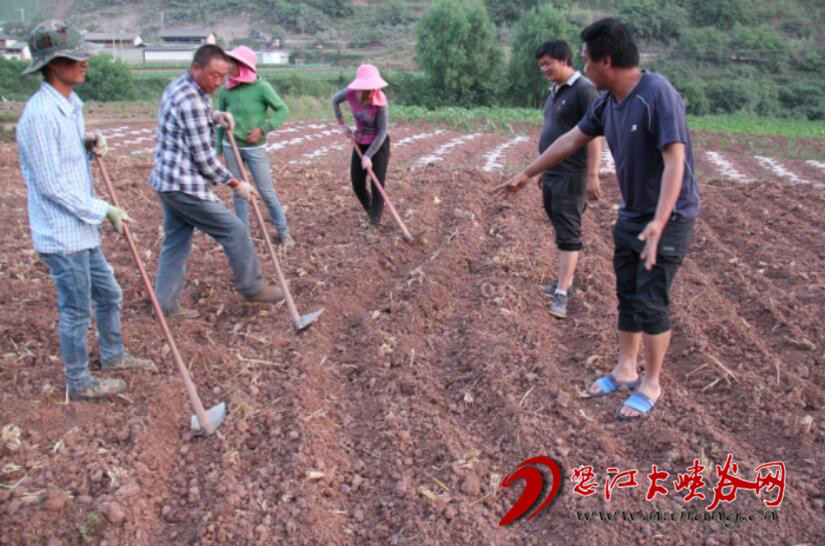 兰坪白族普米族自治县农业农村局最新动态报道