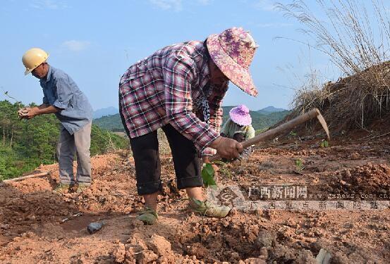 上思县人民政府办公室领导团队介绍