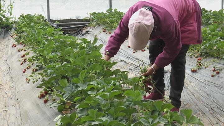 更古村委会天气预报更新通知